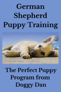 german shepherd puppy training