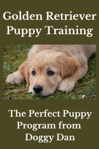 golden retriever puppy training program