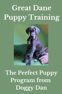 great dane puppy training