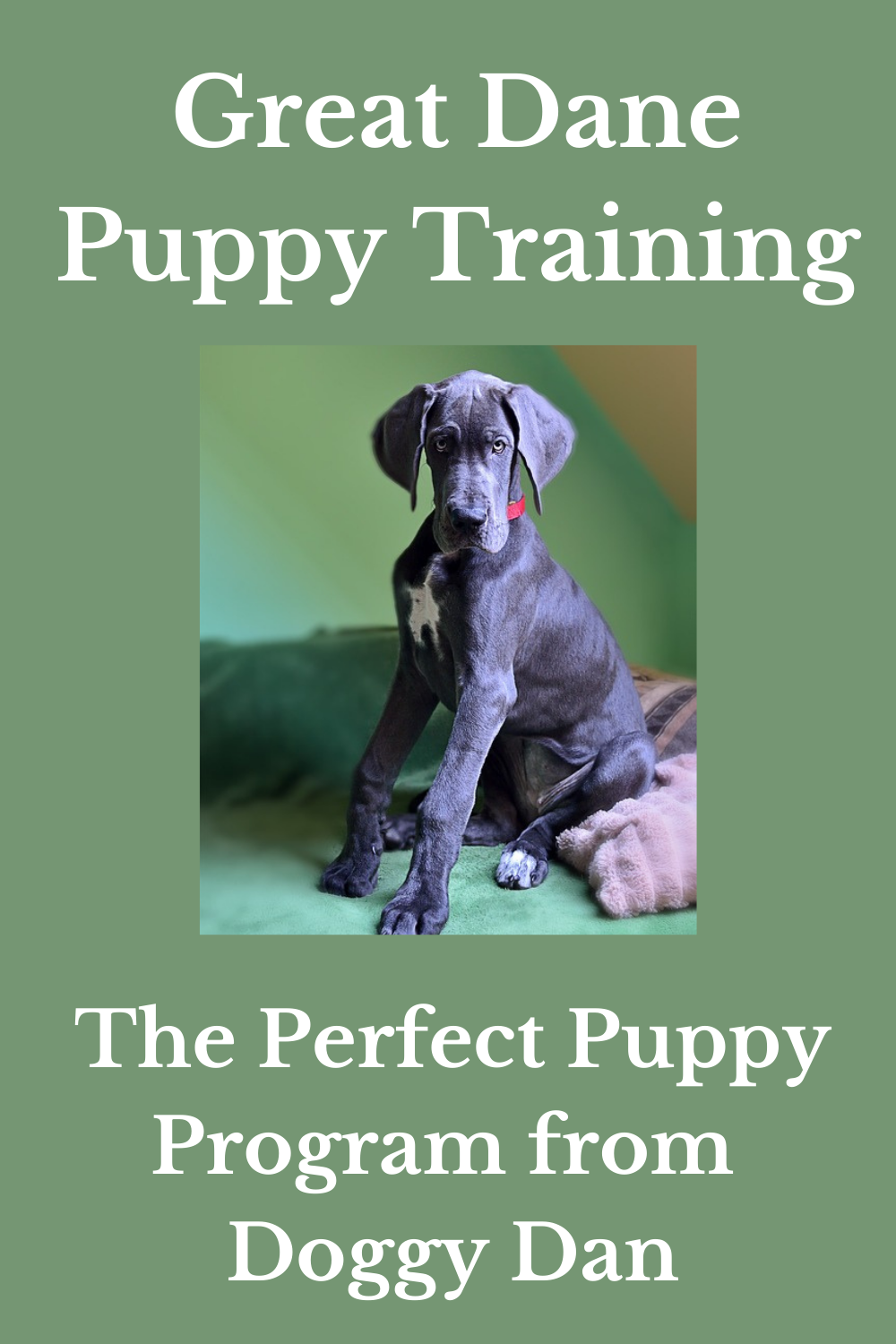 Great Dane Puppy Training - The Perfect Puppy Program