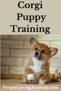 corgi puppy training