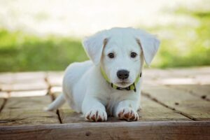 Labrador Retriever Puppy Training