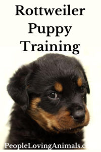 rottweiler puppy training