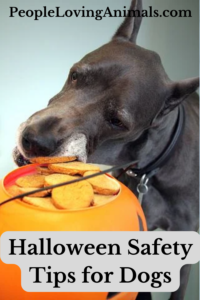 halloween safety tips for dogs