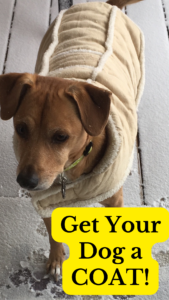 does my dog need a coat?