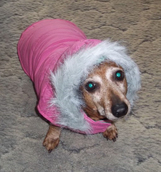Do Dogs Need Coats in Winter? Is Your Dog COLD?