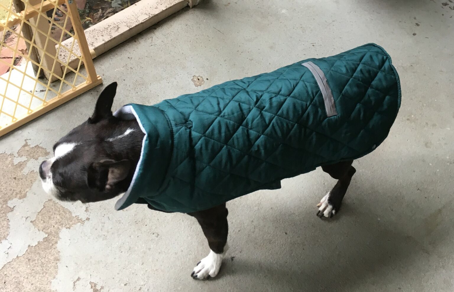 Do Dogs Need Coats in Winter? Is Your Dog COLD?