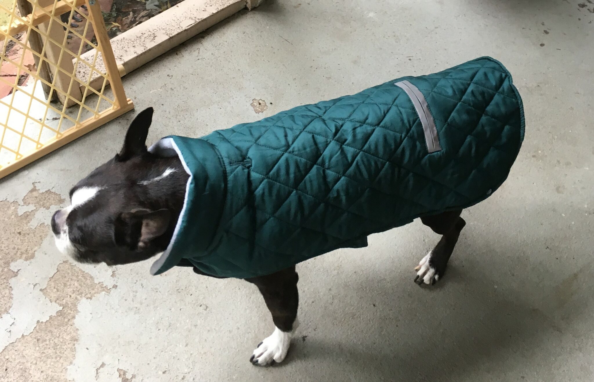 Do Dogs Need Coats in Winter? Is Your Dog COLD?