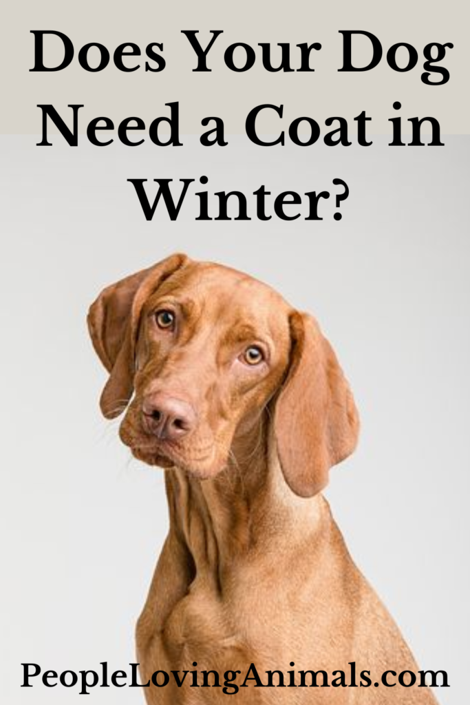 Do Dogs Need Coats in Winter? Is Your Dog COLD?