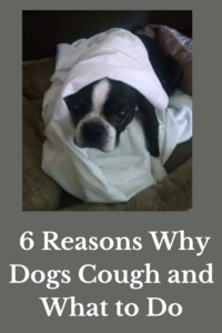 Why is My Dog Coughing?