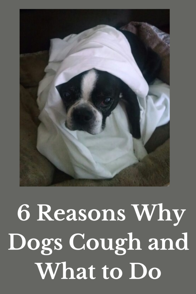 Why is My Dog Coughing? 6 Common Reasons Why Dogs Cough