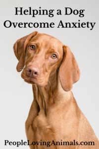 Helping a Dog Overcome Anxiety