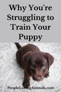 puppy training problems