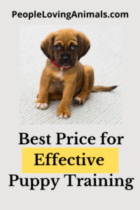 How Much Does Puppy Training Cost?