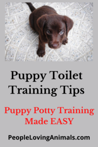 puppy toilet training tips