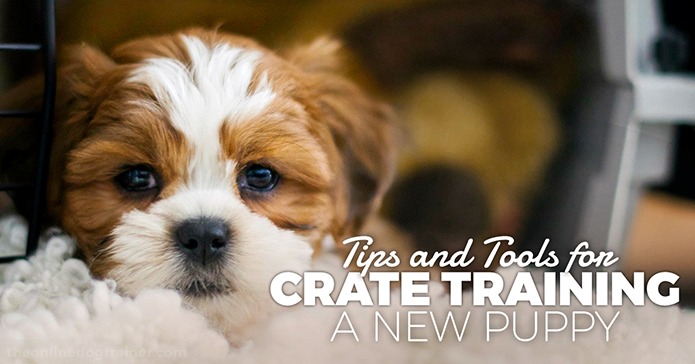 crate training a new puppy