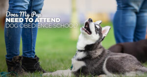 is dog obedience school worth it?