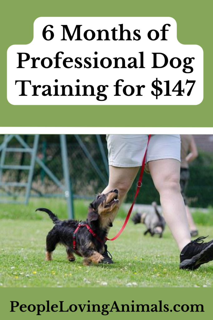 How Much Does Dog Training Cost? Affordable Dog Training