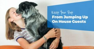 How to Stop a Dog from Jumping on People