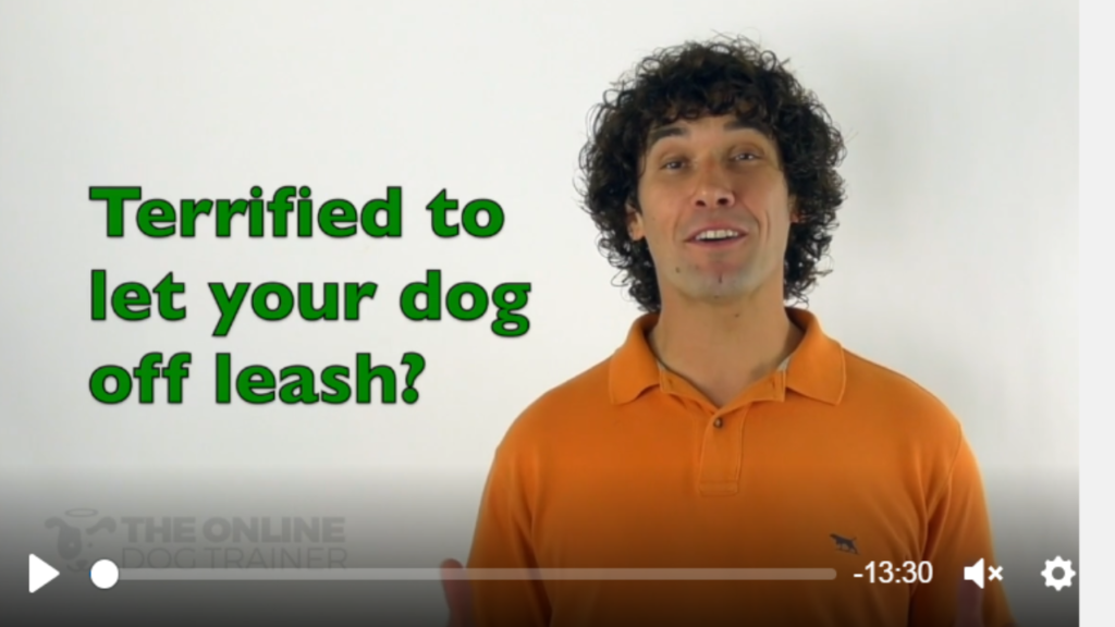 how to train a dog not to run away