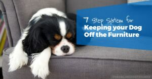 How to Keep Your Dog Off the Couch