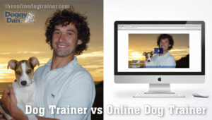 how much does dog training cost