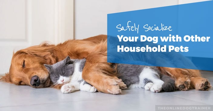 how to introduce a new puppy to other pets