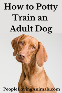 How to Potty Train an Adult Dog