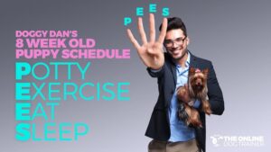 puppy schedule