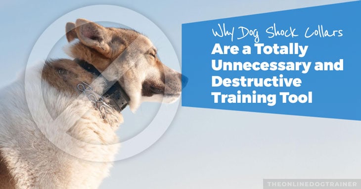 are shock collars good for training puppies