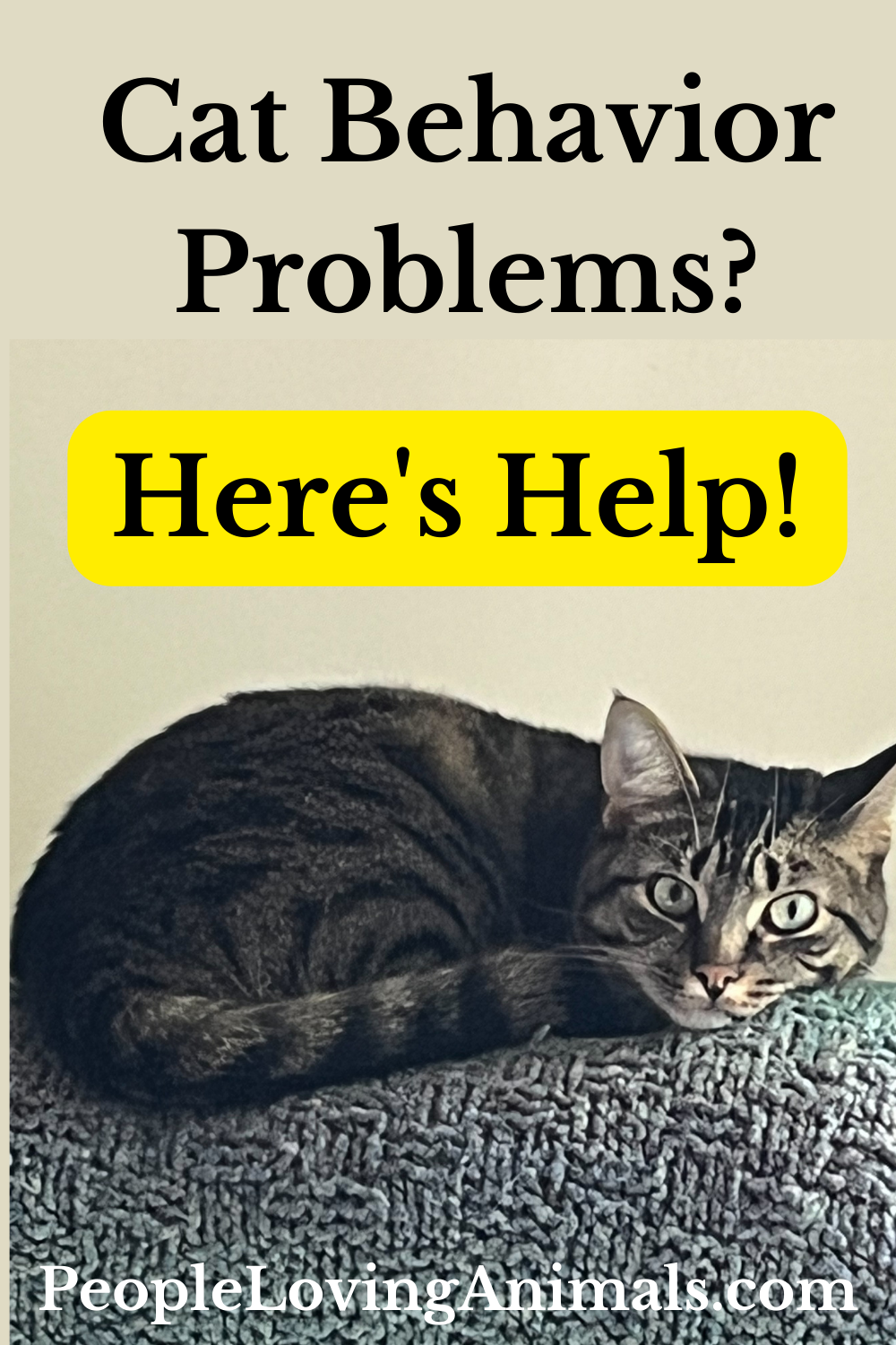 Cat Behavior Problems? StepbyStep Cat Training
