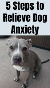 5 steps to relieve dog anxiety