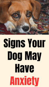 signs your dog may have anxiety