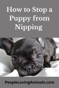 stop puppy nipping