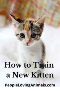 how to train a new kitten
