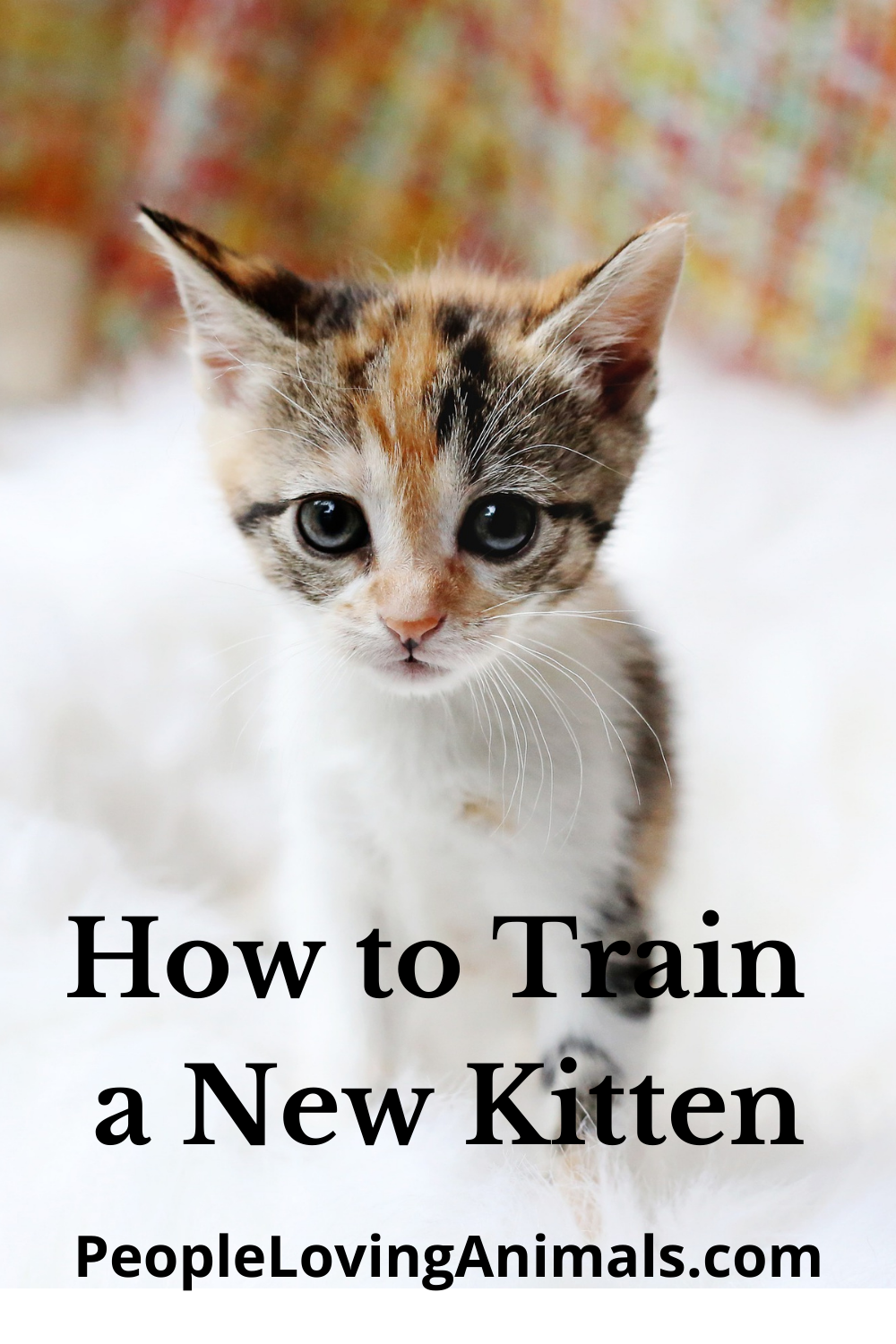 How to Train a New Kitten Complete Cat Training Program