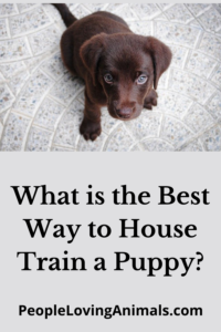 best way to house train a puppy