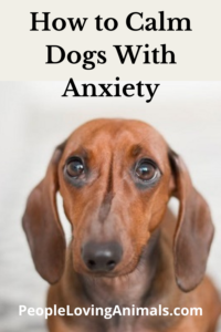 how to calm dogs with anxiety