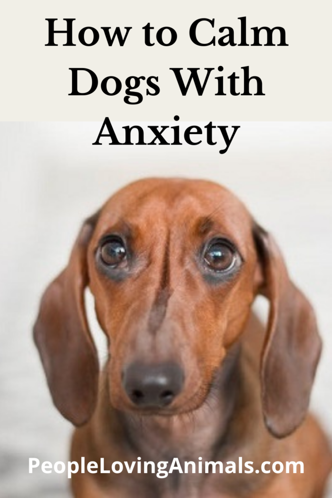 How to Calm Dogs with Anxiety - Symptoms, Causes & Solutions
