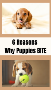 6 reasons why puppies bite