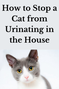 how to stop a cat from urinating in the house