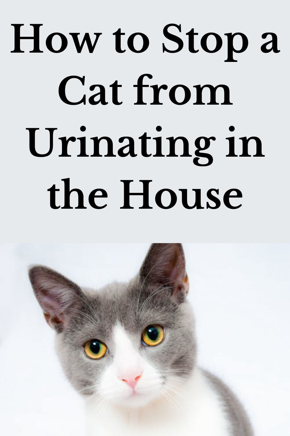 How to Stop a Cat from Urinating in the House - Best Tips