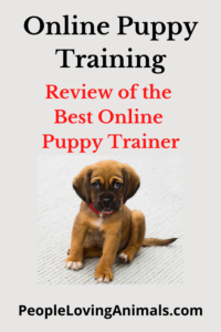 online puppy training