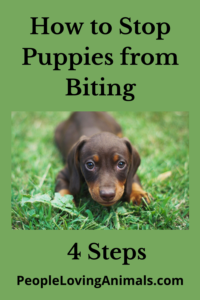 how to stop puppies from biting