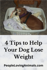 dog weight loss tips