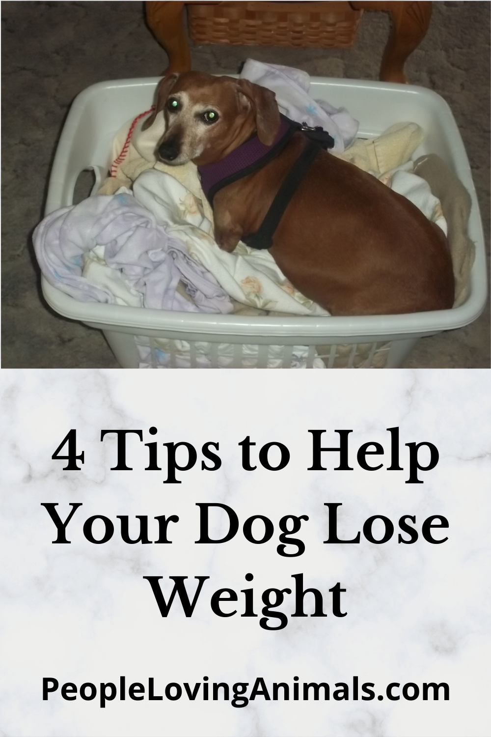 4 Tips to Help Your Dog Lose Weight Is Your Dog at Risk?