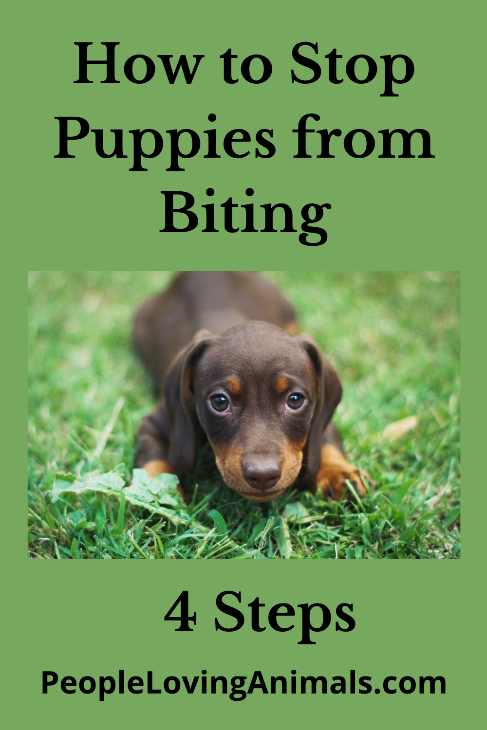 How to Stop Puppies from Biting 4 EasytoFollow Steps