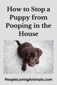 stop puppy pooping in house