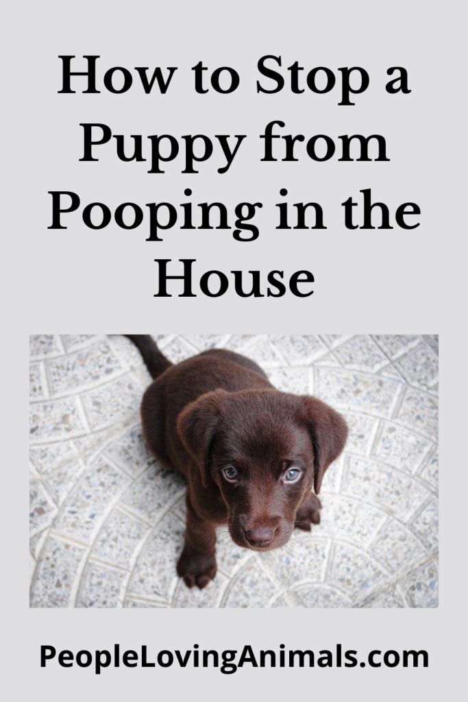 Stop Puppy Pooping in the House Potty Training Made Easy!