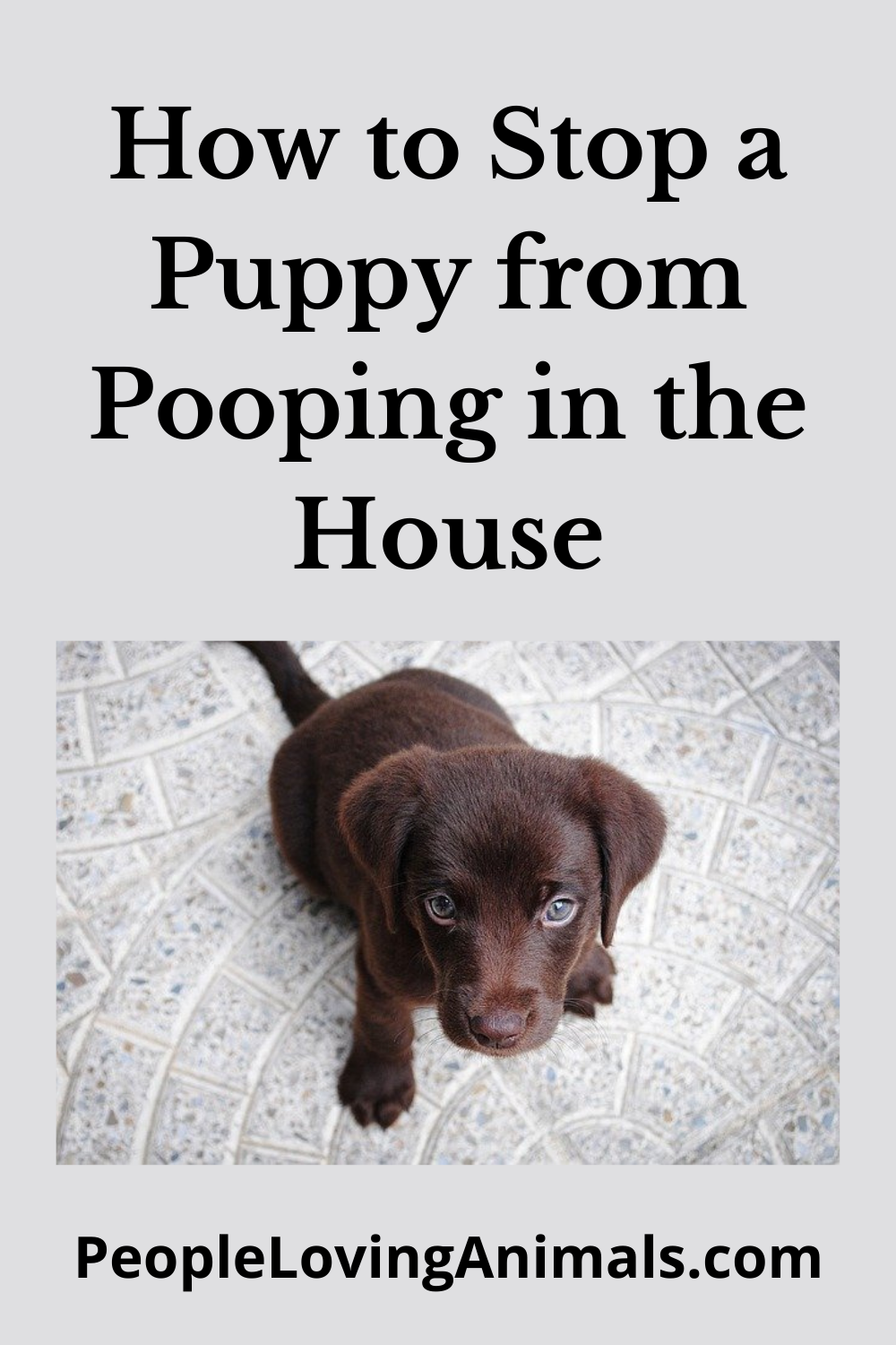 stop-puppy-pooping-in-the-house-potty-training-made-easy